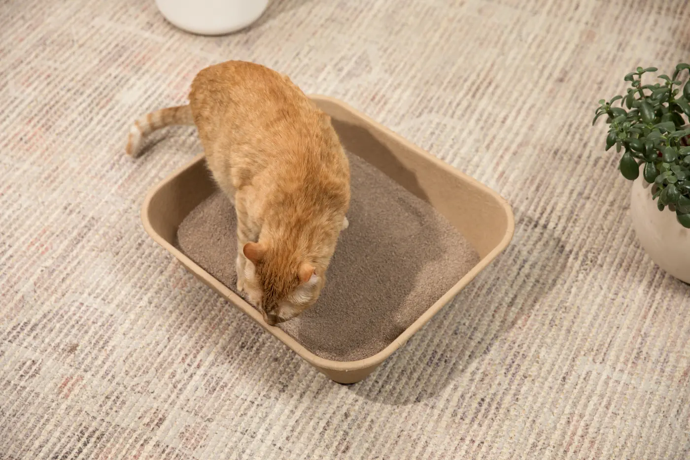 A cat standing in a litter tray filled with coffee-ground granules